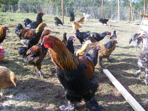 Criação de frango caipira é alternativa para produtores de MS Foto: Famasul