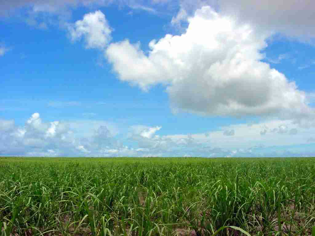 Canavial se formando na região de Rio Brilhante, a segunda maior produtora de cana do país. foto: Divulgação