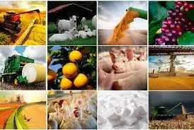 Exportações do agronegócio brasileiro crescem 1,5% em agosto apesar de tarifas americanas