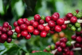 Preços do café robusta recuam em mais de 2% no início da manhã desta 2ª feira (01)