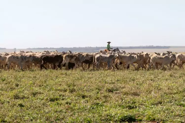 Como o agronegócio transformou Mato Grosso do Sul em referência de desenvolvimento e sustentabilidade
