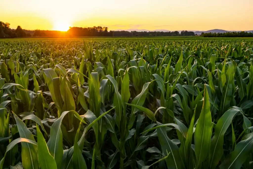Inovador biológico 3 em 1 amplia registro para o milho e possibilita redução dos fertilizantes minerais com ganhos de 18 sacas por hectare Inovador biológico 3 em 1 amplia registro para o milho e possibilita redução dos fertilizantes minerais com ganhos de 18 sacas por hectare