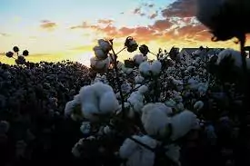 Mercado de algodão registra ajustes técnicos e liquidez moderada no Brasil