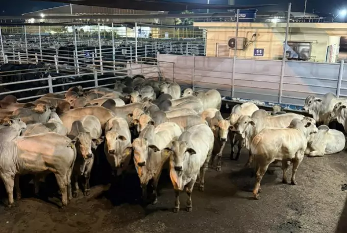 Agropecuária Maragogipe conquista título inédito no Circuito Sul-Americano Nelore de Qualidade 2025