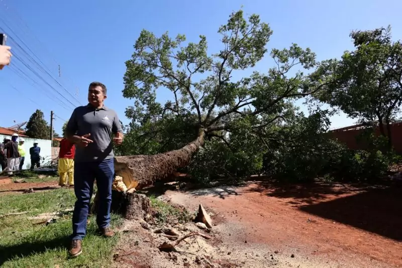 Enorme árvore da espécie paineira precisou ser removida para desobstruir via que vai receber asfalto em breve.