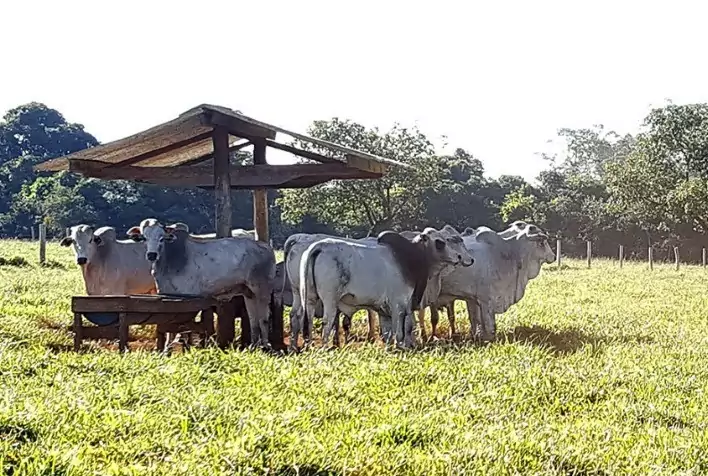 Boi gordo mantém estabilidade em São Paulo e registra valorização no Pará
