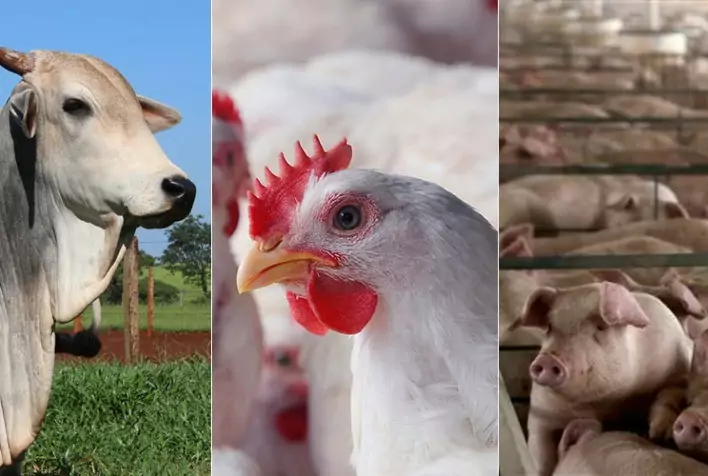 Produção brasileira de carnes deve alcançar 33,38 milhões de toneladas em 2026