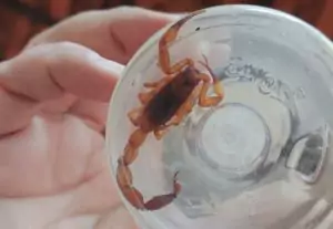 Soro antiescorpiônico está disponível em unidades de referência e é usado conforme a gravidade. (Foto: Divulgação SES)