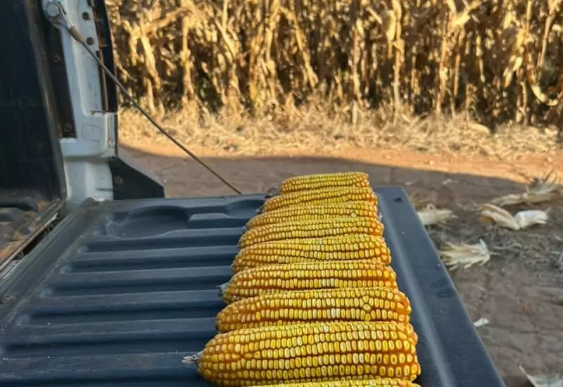 Colheita do milho alcança 24% da área cultivada em Mato Grosso do Sul