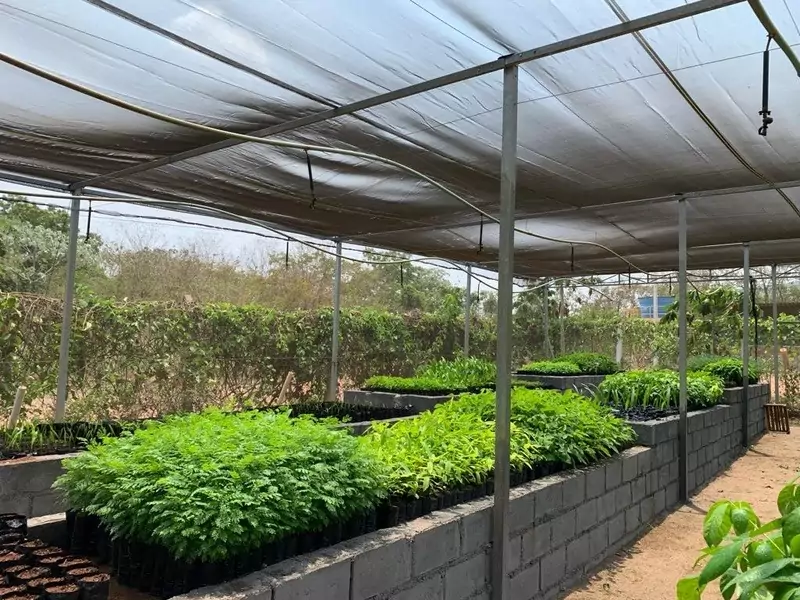 Viveiro Manoel Ferreira, de Apoena, em Pontes e Lacerda (MT), com mudas de diferentes espécies cultivadas para ações de recuperação ambiental e reflorestamento.