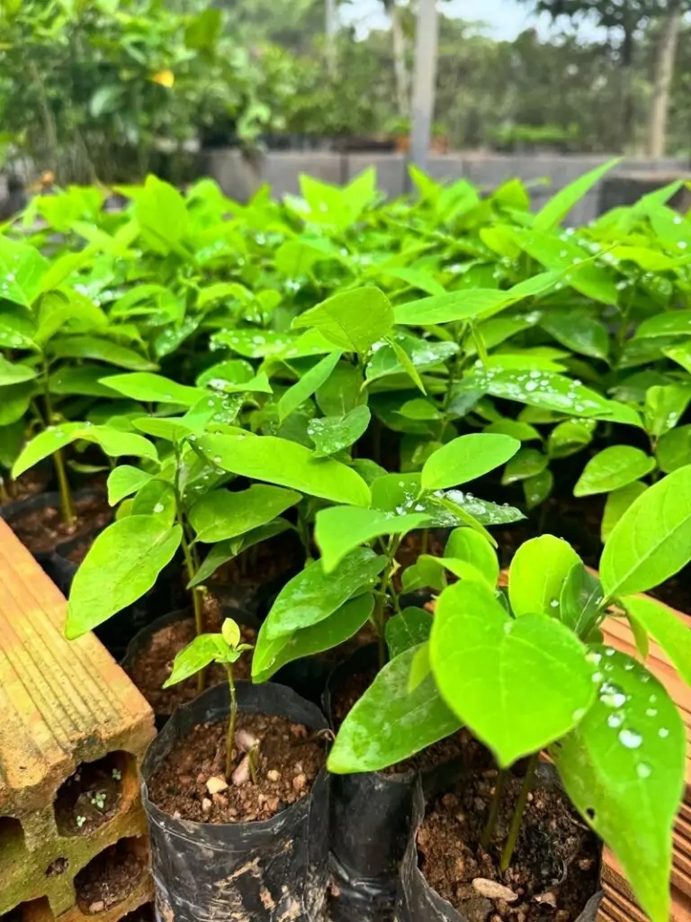 Projeto de mineradora preserva espécies ameaçadas e patrimônio genético da flora no MT Projeto de mineradora preserva espécies ameaçadas e patrimônio genético da flora no MT